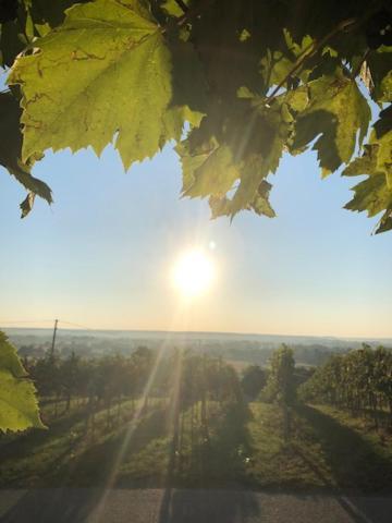 Holiday home Kellerstoeckl Postrumer Weinberg 49 Kulm im Burgenland